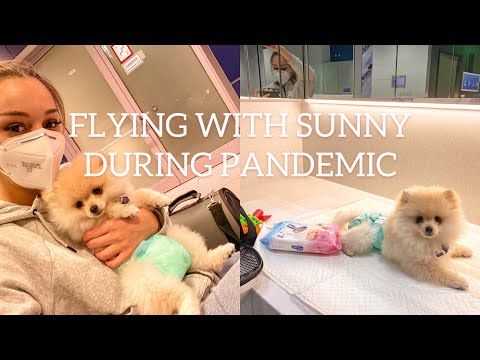 ფრენა სანისთან ერთად პანდემიის დროს | FLYING DURING A PANDEMIC WITH SUNNY | Thessaloniki-Tbilisi